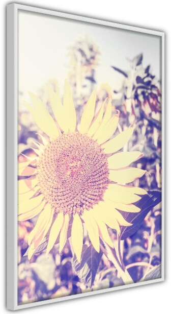 Juliste Artgeist Sunflower, kehyksillä, eri kokoja