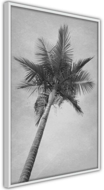 Juliste Artgeist High Palm Tree, kehyksillä, eri kokoja