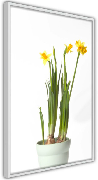 Juliste Artgeist Narcissus, kehyksillä, eri kokoja