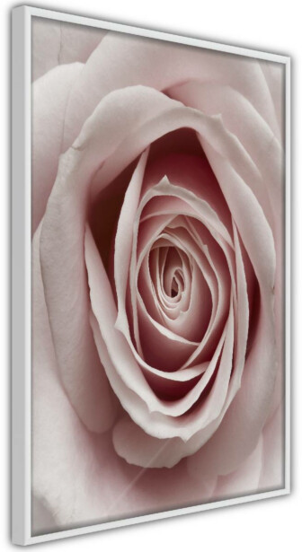 Juliste Artgeist Pastel Rose, kehyksillä, eri kokoja