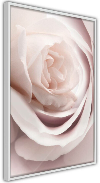 Juliste Artgeist Porcelain Rose, kehyksillä, eri kokoja