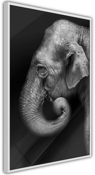 Juliste Artgeist Portrait of Elephant, kehyksillä, eri kokoja