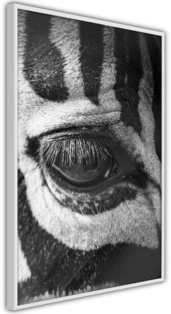 Juliste Artgeist Zebra Eye, kehyksillä, eri kokoja