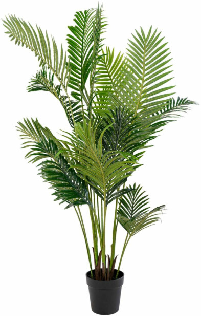 Tekokasvi House Nordic Puistokultapalmu Areca Palm, 175cm, vihreä