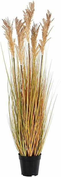 Tekokasvi House Nordic Sudaninruoho Sorghum Grass, 110cm, ruskea