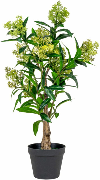 Tekokasvi House Nordic Skimmia, 75cm, vihreä