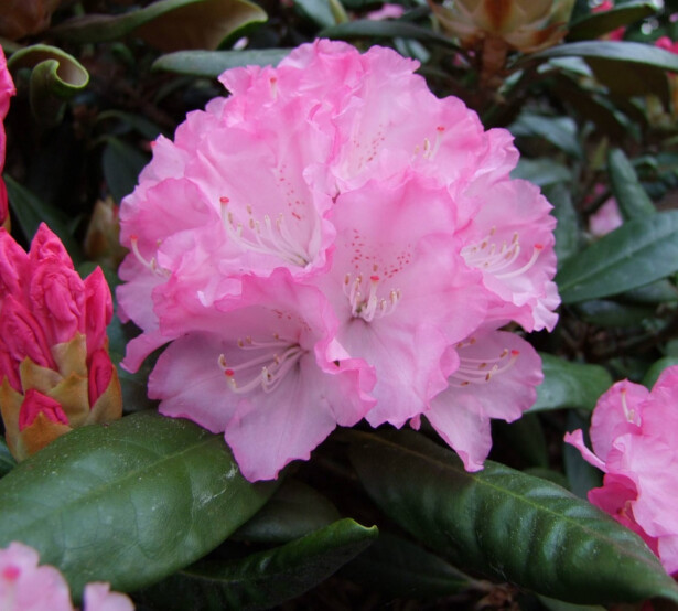 Alppiruusu Rhododendron Viheraarni Royal Rosy 25-30