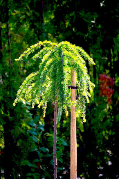 Riippalehtikuusi Viheraarni Larix Kaempferi Stiff Weeper 180cm