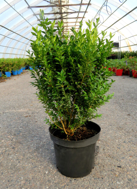 Isopuksipuu Buxus sempervirens Viheraarni 30-40