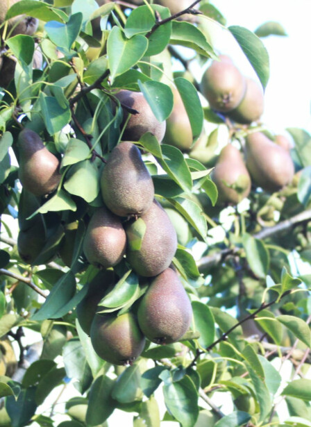Hillittykasvuinen päärynäpuu Viheraarni Pyrus Communis Tshizhovskaja (Siska) Hk 6-8 C15 satoikäinen