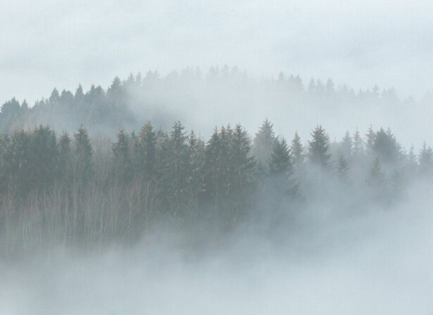 Kuvatapetti A.S. Creation Designwalls Misty Forest, 350x255cm, harmaa