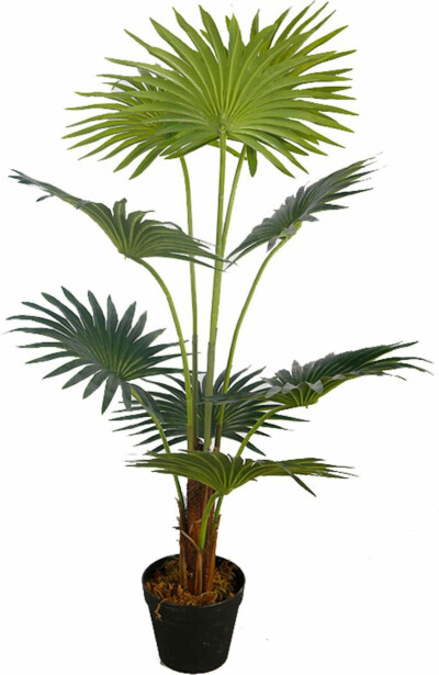 Tekokasvi Lykke Fan Palm, 100cm