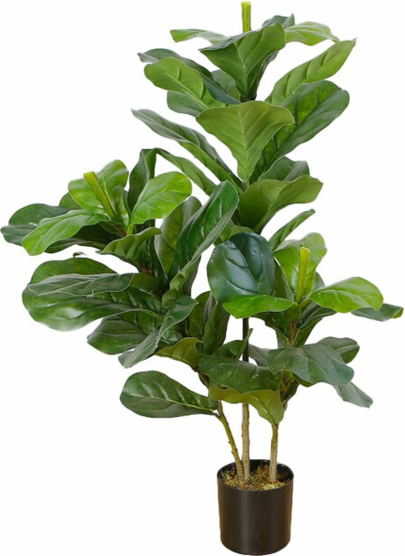 Tekokasvi Lykke Fiddle-Leaf Fig, 85cm