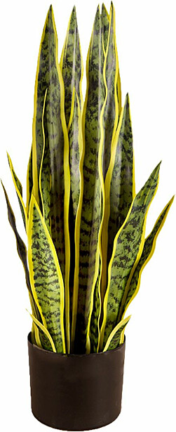 Tekokasvi Lykke Snake Plant, 65cm