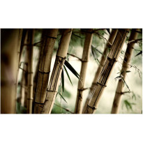 Kuvatapetti Artgeist Fog and bamboo forest, 270x450cm