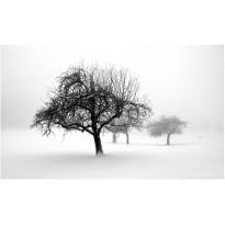 Maisematapetti Artgeist Winter trees, 270x450cm