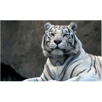 Kuvatapetti Artgeist Bengali tiger zoo, 270x450cm