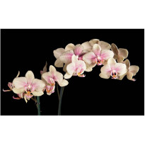 Kuvatapetti Artgeist Kukkiva orkidea, 270x450cm