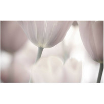 Kuvatapetti Artgeist Tulips fine art - black and white, 270x450cm