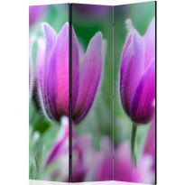Sermi Artgeist Purple spring tulips, 135x172cm