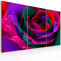 Canvas-taulu Artgeist Rainbow-ruusu, eri kokoja