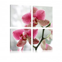 Canvas-taulu Artgeist Fancy orkidea, eri kokoja