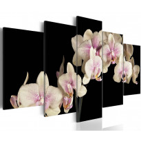 Canvas-taulu Artgeist An orchid on a contrasting background, eri kokoja