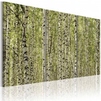 Canvas-taulu Artgeist A forest of birch trees, eri kokoja