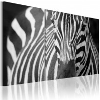 Canvas-taulu Artgeist Zebra, eri kokoja