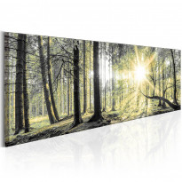 Canvas-taulu Artgeist Morning Forest, eri kokoja