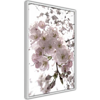 Juliste Artgeist Cherry Blossoms, kehyksillä, eri kokoja