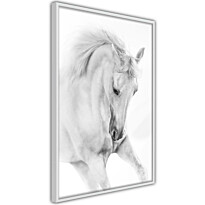 Juliste Artgeist White Horse, kehyksillä, eri kokoja