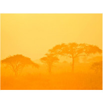 Maisematapetti Artgeist Orange savanna, eri kokoja