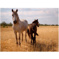 Maisematapetti Artgeist Horse and foal, eri kokoja