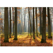 Kuvatapetti Artgeist Autumn trees, eri kokoja