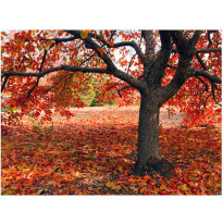 Kuvatapetti Artgeist Puu syksyllä, eri kokoja
