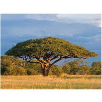 Maisematapetti Artgeist Hwange National Park, Zimbabwe, eri kokoja