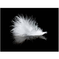 Kuvatapetti Artgeist White feather, eri kokoja