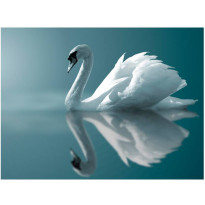 Kuvatapetti Artgeist White Swan, eri kokoja