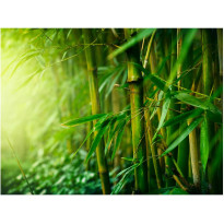 Kuvatapetti Artgeist Jungle - bamboo, eri kokoja