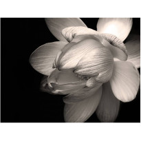 Kuvatapetti Artgeist Lotus flower, eri kokoja