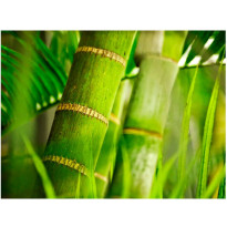 Kuvatapetti Artgeist Bamboo - detail, eri kokoja