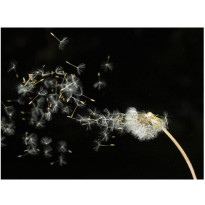 Kuvatapetti Artgeist Dandelion seeds in wind, eri kokoja