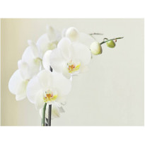 Kuvatapetti Artgeist Valkoinen orkidea, eri kokoja
