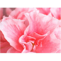 Kuvatapetti Artgeist Pink Azalea Flower, eri kokoja