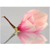 Kuvatapetti Artgeist Yksinäinen magnolia, eri kokoja
