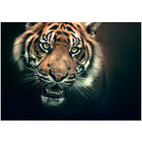Kuvatapetti Artgeist Bengal Tiger, eri kokoja