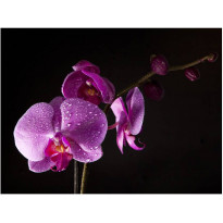Kuvatapetti Artgeist Stylish orchis, eri kokoja