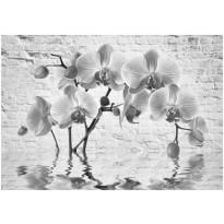 Kuvatapetti Artgeist Orchid in Shades of Gray, eri kokoja