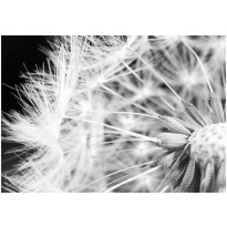 Kuvatapetti Artgeist Black and white dandelion, eri kokoja